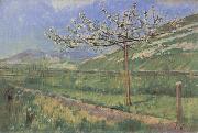 Ferdinand Hodler Apple tree in Blossom oil on canvas